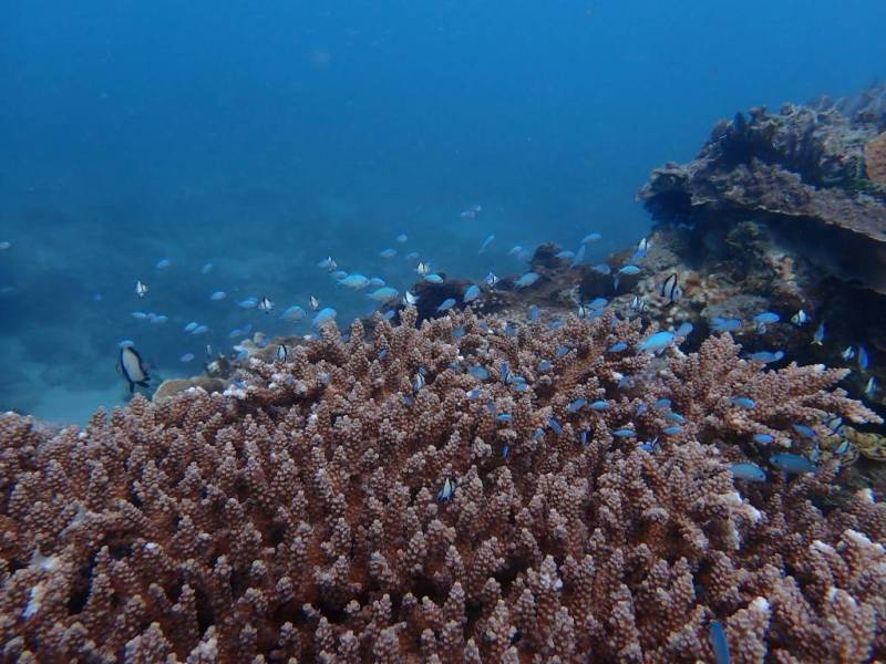 Scuba diving in&nbsp;Taitung