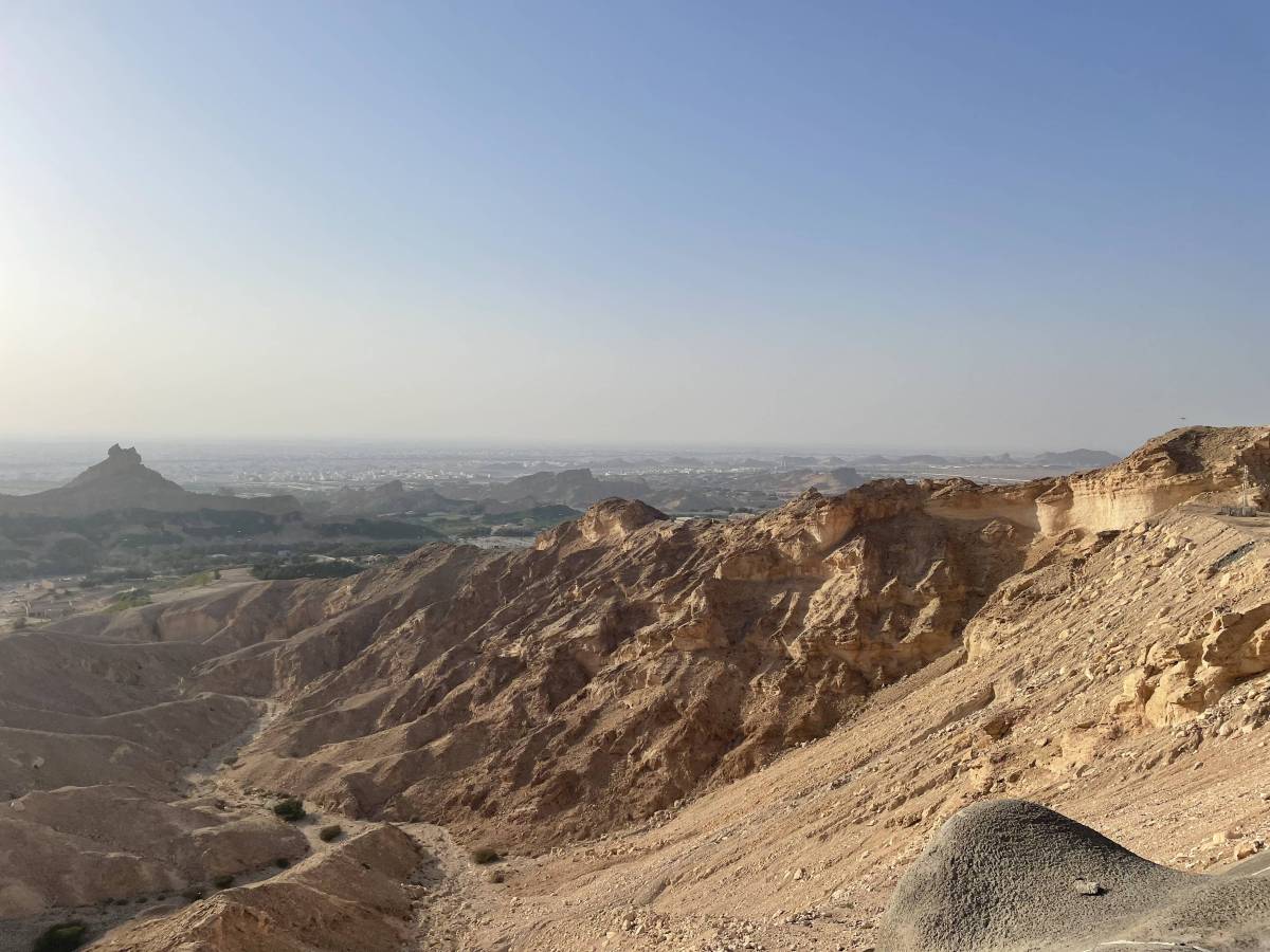 Palm trees and camels in&nbsp;Al-Ain