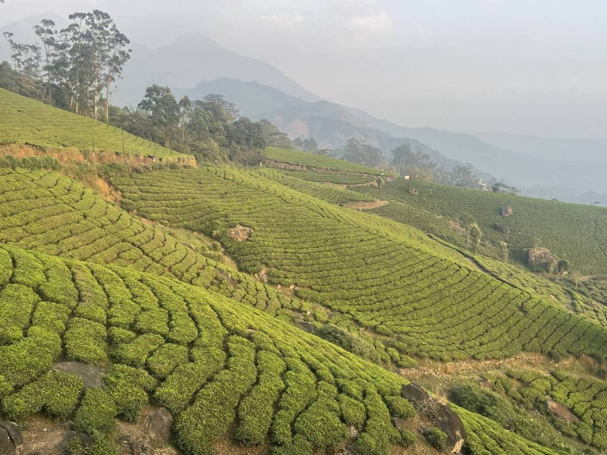 Couchsurfing in Munnar: how to make friends fast in&nbsp;India