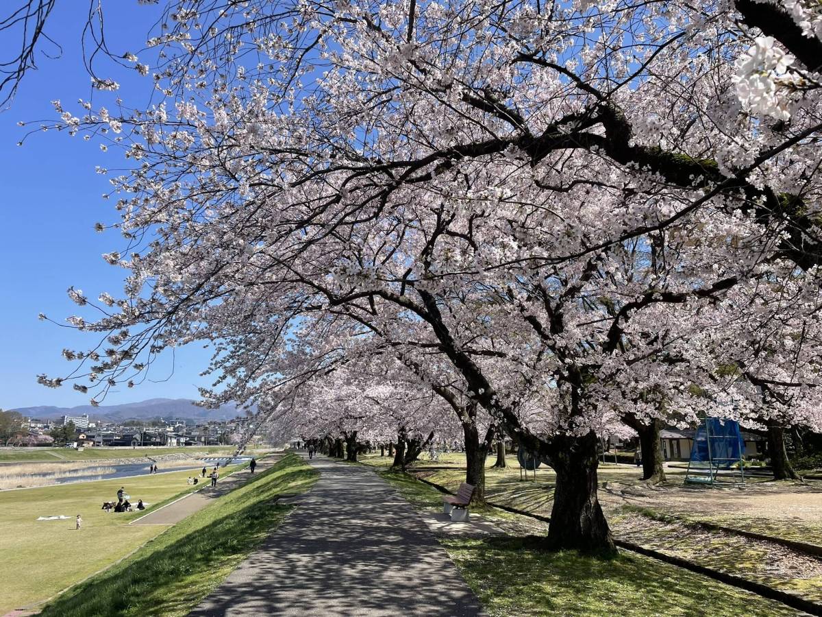 Hanami week in&nbsp;Kanazawa