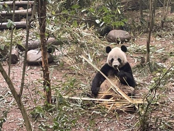 Chengdu’s Pandas &&nbsp;People
